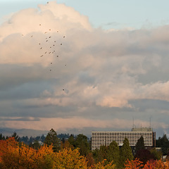 Autumn colors and crows