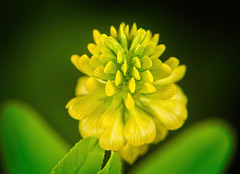 Das Gold-Klee - (Trifolium aureum) entlang des Weges gefunden :))  The Gold Clover - (Trifolium aureum) found along the way :))  Le Trèfle d'Or - (Trifolium aureum) trouvé en chemin :))