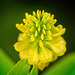 Das Gold-Klee - (Trifolium aureum) entlang des Weges gefunden :))  The Gold Clover - (Trifolium aureum) found along the way :))  Le Trèfle d'Or - (Trifolium aureum) trouvé en chemin :))