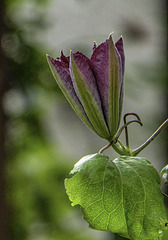Red Clematis