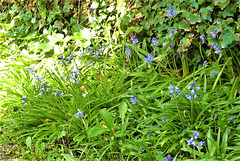 The driveway is getting full of bluebells now