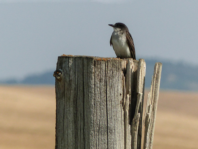 Eastern Kingbird in the middle of nowhere
