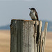Eastern Kingbird in the middle of nowhere