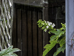 Hydrangea flowering in the rain for HFF