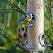 Bluetit, goldfinch