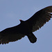 Canada 2016 – Niagara Falls – Turkey vulture