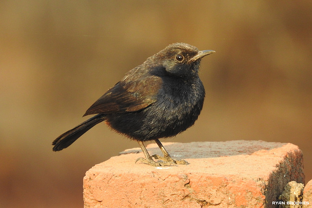 20190320-0547 Indian robin, juvenile