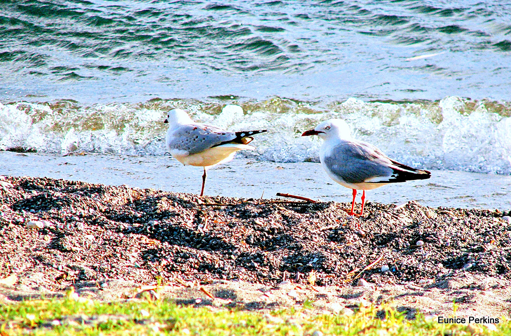 Gulls at Lake Taupo.