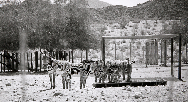 Zebras at The Living Desert