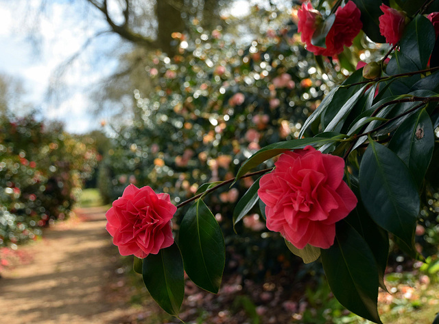 The Camellia Trail