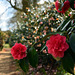 The Camellia Trail