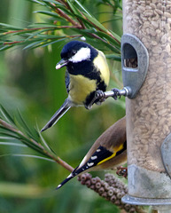 Great tit, goldfinch