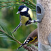 Great tit, goldfinch