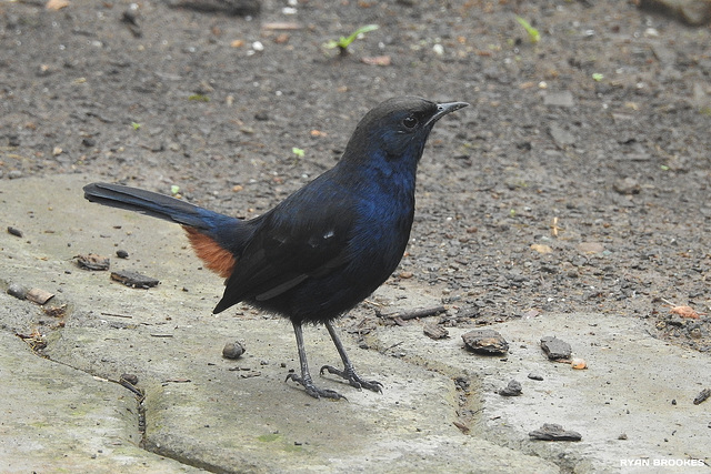 20190928-7315 Indian robin, male