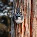 A typical pose for the White-breasted Nuthatch