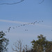 Canada geese arriving for the winter
