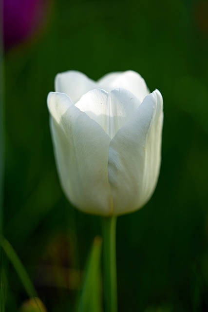 ''un tulipán blanco''