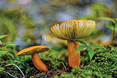 A Couple of Mushrooms