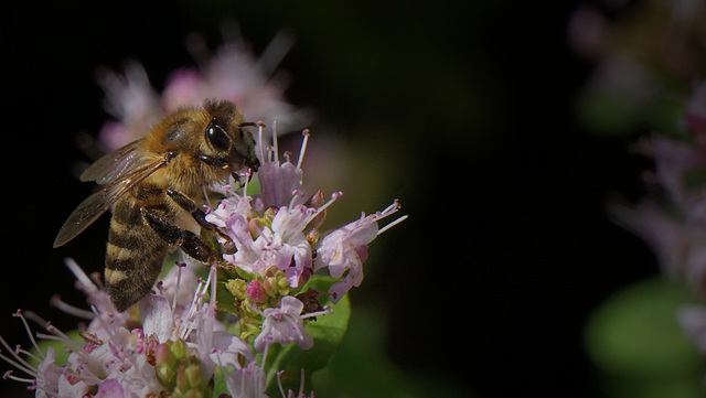 Biene auf Majoran-Blüte
