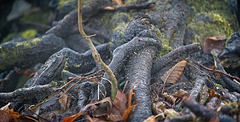 Verwurzelungen eine Baumstammes :))  Roots of a tree trunk :))  Racines d'un tronc d'arbre :))
