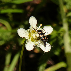 Beetle on Fringed Grass-of-Parnassus