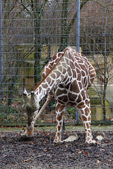 Erhebende Giraffe IV (Wilhelma)
