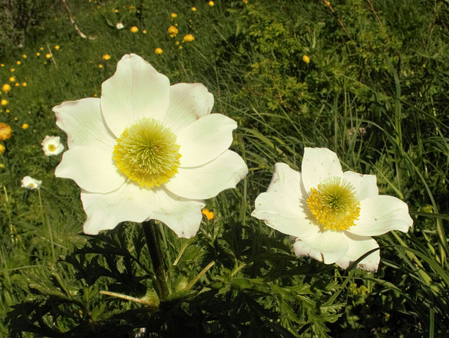 Anémone des Alpes = Pulsatilla alpina, Renonculacées (Haute-Savoie, France)