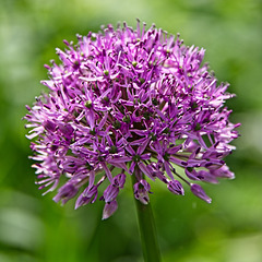 Allium - Then and Now.
