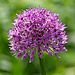 Allium - Then and Now.