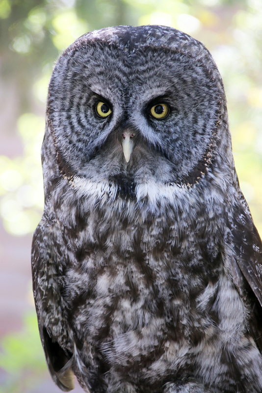 Great Gray Owl (Explored)