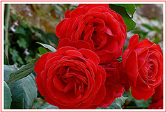Les roses à Gerberoy ( Oise)