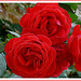 Les roses à Gerberoy ( Oise)