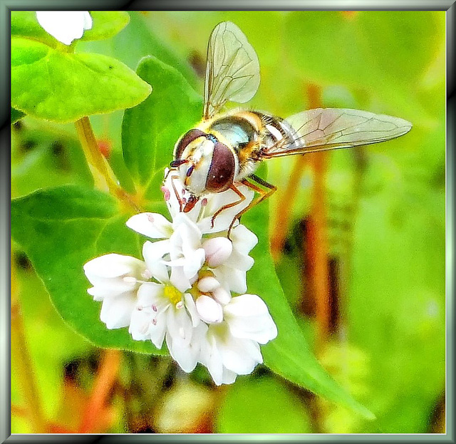 Wiesenblume mit Schwebfliege. ©UdoSm
