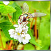 Wiesenblume mit Schwebfliege. ©UdoSm