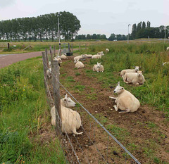 Sheep and A Fence for Friday