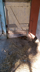 coco peeking under the stable door