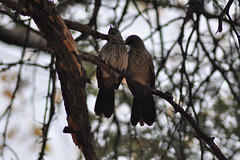 Sagostria birdo. Okavango - Delto