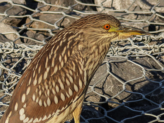 Black-crowned Night Heron juvenile / Nycticorax nycticorax