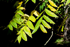 Leaves on a Tree in Early Autumn