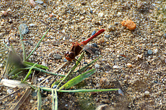 Southern Darter (Sympetrum meridionale) 2