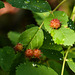 Insect galls on Rose leaves