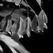 IMG 6475- Fleurs de Bégonia bambou , Begonia maculata
