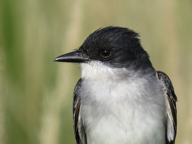 Eastern Kingbird, from my archives