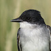 Eastern Kingbird, from my archives