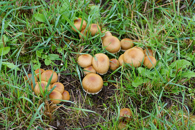 Gruppe von Pilzen auf Weide