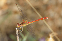Southern Darter (Sympetrum meridionale) (3)