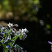 208/366: Backlit Starry Flowers, Buds and Bokeh!