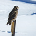 Long-eared Owl