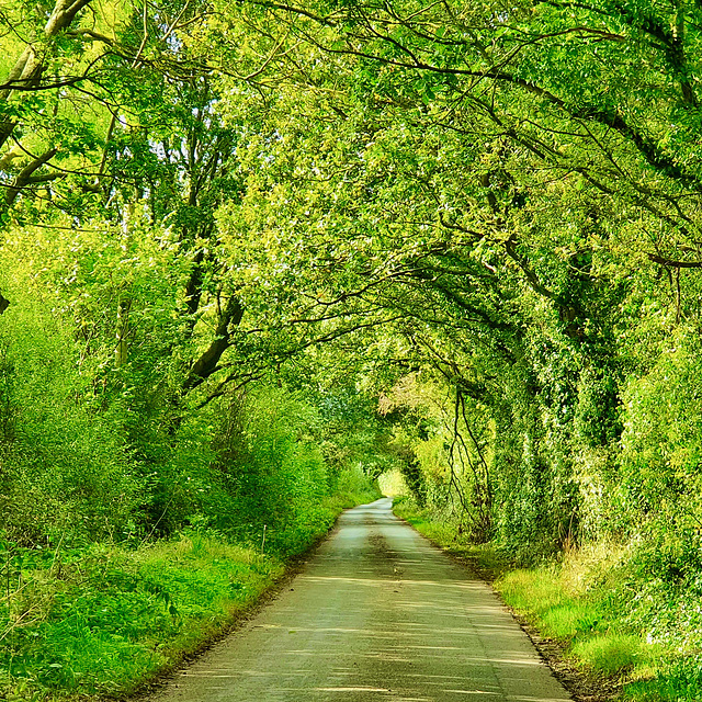 Leafy country lane
