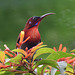 20170803-0699 Vigors's sunbird, male
